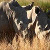 grasing Rhinos